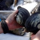 우럭농장 이미지