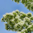 정자나무아래 이미지