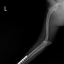 24시 대전동물의료센터 이미지