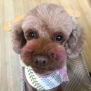 퍼플퍼피 이미지