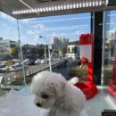 대구펫 강아지분양 고양이분양 이미지