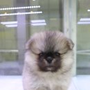 NOBLESSE.PET 네이버블로그