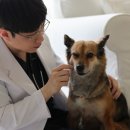 아는수의사 동물병원 이미지