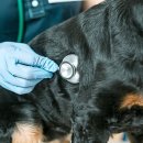 닥터펫 동물의료센터 이미지