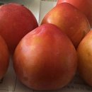 조아농원 이미지