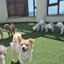 리츠펫 향남점 이미지