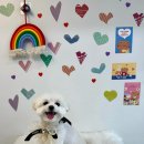 예뻐지개냥 이미지