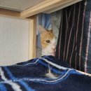 파도 한 송이 이미지