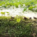 깨구리반찬 이미지