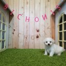 비숑이즈 이미지