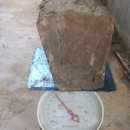 화석(규화목) 이미지