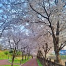 벚꽃주유소 이미지