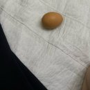 금양이(금쪽 같은 내 고양이) | 대부분의 고민은 제시간에 잠들면 해결된다