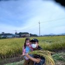 ♥도감뿌리농원 학부모 참여수업 - 벼 배기 및 탈곡하기, 고구마 수확♥ 이미지