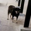 개들의왕국 이미지