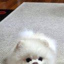 퐁퐁파피 이미지