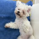 어썸 강아지 호텔 & 목욕 네이버블로그