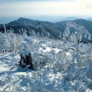 산에는꽃이피네 - 25125 | 산에는꽃이피네