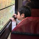 (주)로즈웨이 | 에버랜드) 금요일 코스 꿀팁 장애인 우선 탑승예약(프리패스)등록법, 사파리 ,로스트밸리,야간 퍼레이드...