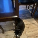 임팩트 서재점 | 귀여운 고양이가 있는 독립서점 ‘충장로 서점서점’ 내돈내산 방문 후기