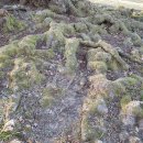 오크앨리 이미지