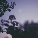 엠비티아이가 가짜인 이유 이미지