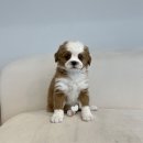 라이프독강아지고양이