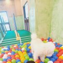 이츠펫(청당점) 네이버블로그