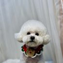 도도그루밍 이미지