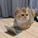 미미소품