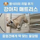 유매 | 매트리스 추천! 용식이의 리얼 후기 5가지/중형견 방석/ 중형견 침대 / 무아유매트리스 후기 / 내돈내산