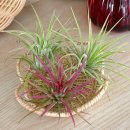 이오난사 미니라탄바구니 이미지