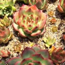 아도라블 이미지