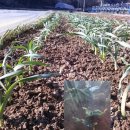 충북농업기술원 마늘연구소 이미지