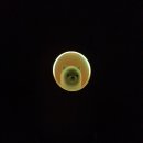 펫 가디언 이미지