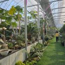 그린파파야 이미지