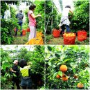 김필환농장 이미지