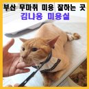 김냐옹 미용실 | [부산고양이미용]6월7월 첫미용 선물 이벤트-스트레스없이 꼼꼼하고 안전하게 미용한 코숏형제 후기