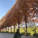 몽글그루밍 | 과천 서울대공원 I 11월 단풍놀이, 동물원 데이트 일상