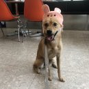 아틀리독 | [강아지 운동장 대관] 인천 부평 반려견 카페 아틀리독 후기