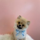 코모네펫하우스 이미지