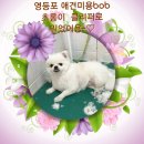 초롱이애견샵