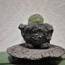 수원-0943 이미지