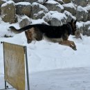 한국애견대학 이미지