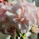 엔젤드림2 이미지