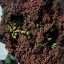 석곡(화산) 이미지