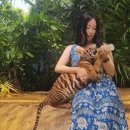 인형의 거리(호랑이 | 파타야 아이들과 갈만한 곳 호랑이 만질 수 있는 타이거파크