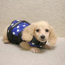 명품켄넬 이미지