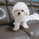 블루큐브 | 인천 애견미용 블루큐브 말티즈 베이비컷 도전!