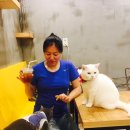 야옹야옹 캣카페 이미지